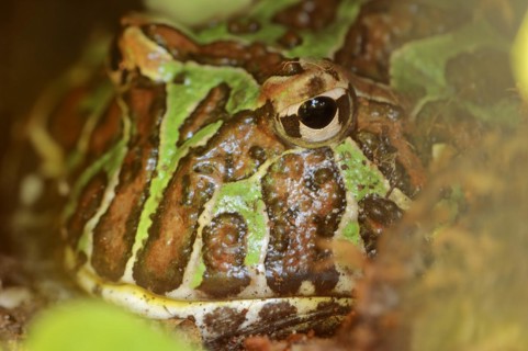 Argentine horned frog (Ceratophrys ornata), captive, occurrence in South America