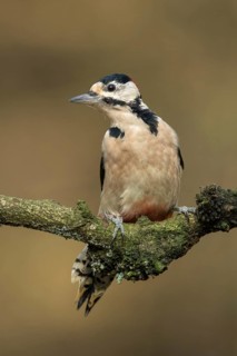 Grote Bonte Specht, great spotted Woodpecker, Dendrocopos major