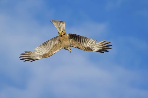 Schwarzer Milan im Flug jagend