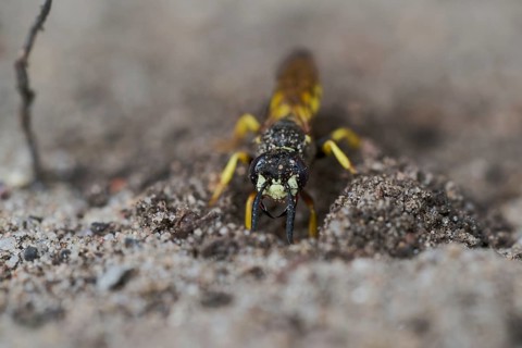 Beewolf digging (Philanthus triangulum) Lower Saxony, Germany