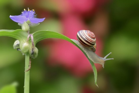 Grove snail (Cepaea nemoralis) on garden three-master flower (Tradescantia andersoniana), flower,