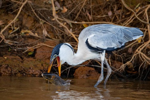 Cocoi Heron (Ardea cocoi) Pantanal Brazil
