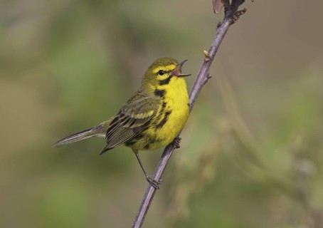 Prairie Warbler (Setophaga discolor) male singing, Ohio, USA
