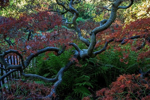Fan maple (Acer palmatum), autumn colours, Downy Japanese Maple, Zoologischer Stadtgarten,