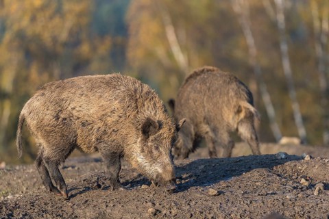 Two wild boar or wild pig (Sus scrofa), walking over a muddy opening searching for food, with an