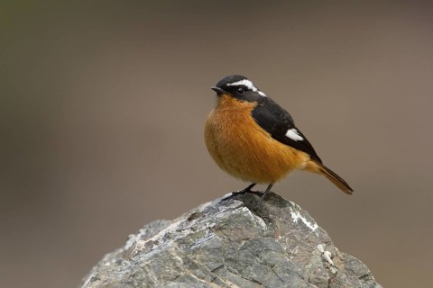 Moussier's Redstart (Phoenicurus moussieri) male, Morocco
