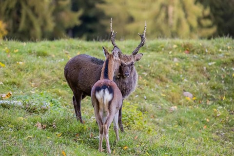 Deep affection. A Japanese sika deer (Cervus nippon nippon) doe cuddles intensely with a stag