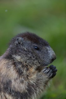 One adult Alpine Marmot, Marmota marmota, feeding on something. Closeup