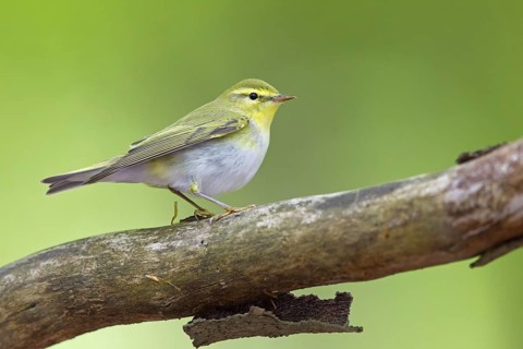 Wood Warbler (Phylloscopus sibilatrix), Rhineland-Palatinate, Germany
