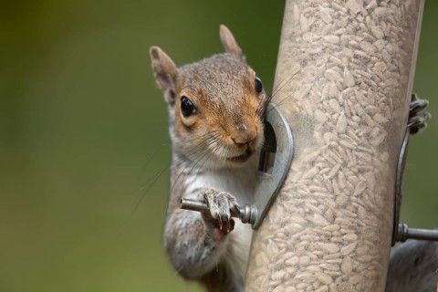 Grey squirrel (Sciurus carolinensis) adult animal on a garden bird seed feeder, Suffolk, England,