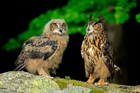 Eurasian Eagle-owl (Bubo bubo), adult, juvenile, on the ground, alert, in summer, Wisdom, Šumava,