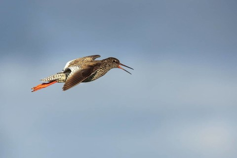 Common Redshank (Tringa totanus) calling in flight, Dalarna, Sweden