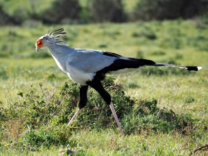Secretary (Sagittarius serpentarius)