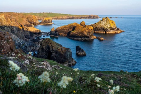 Coastal landscape in Kynance Cove. White blooming wildflowers in front. Evening, golden hour.