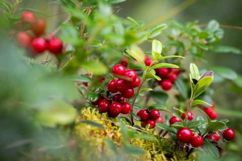 Ripe red shiny cranberries (Vaccinium vitis-idaea), forest, Sweden