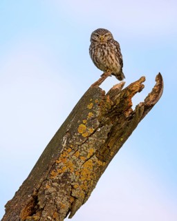 Little Owl (Athene noctua), on a dead lichen-covered apple tree branch at blue hour, Biosphere