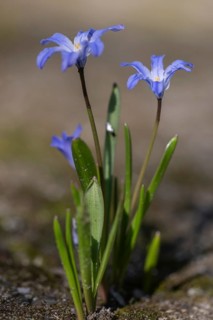 Snow pride (Chionodoxa luciliae), Emsland, Lower Saxony, Germany