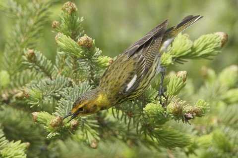 Cape May Warbler (Setophaga tigrina), Manitoba, Canada