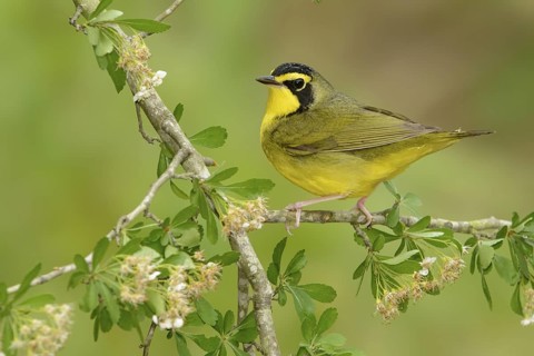 Kentucky Warbler (Geothlypis formosa) male, Texas, USA