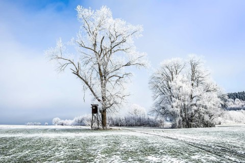 Snow-covered trees stand in a quiet field with a hunter's stand under a clear sky, hoarfrost in