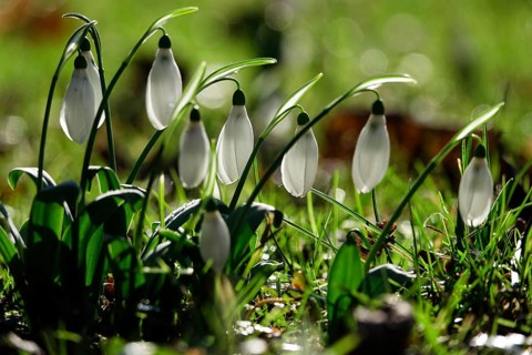 Snowdrops in a meadow, Winter, Germany