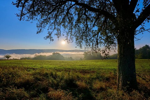 A calm sunrise over a misty meadow with an apple tree (Malus domestica) in the foreground, autumn,