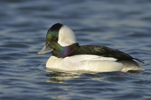 Bufflehead (Bucephala albeola) male, California, USA