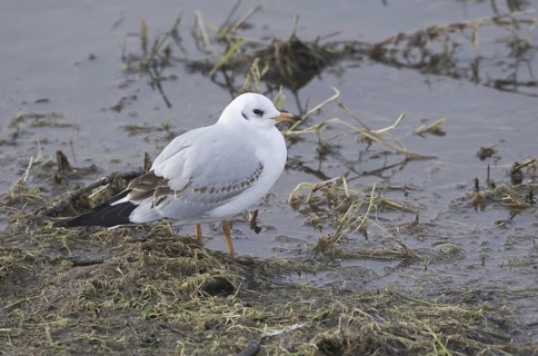 Black-headed Gull (Chroicocephalus ridibundus), Mecklenburg-Western Pomerania, Germany
