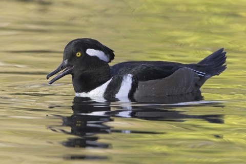 Hooded Merganser (Lophodytes cucullatus) male, British Columbia, Canada