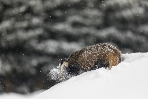 One young European badger (Meles meles) walking through deep snow during snow fall
