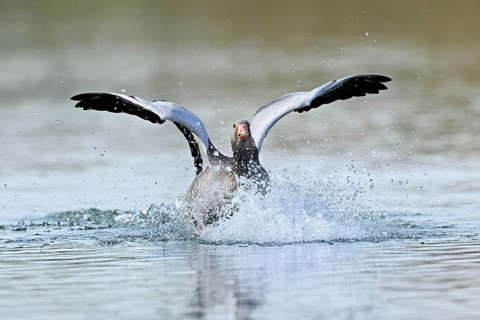 Greylag goose (Anser anser), approaching the water, Flachsee, Canton Aargau, Switzerland