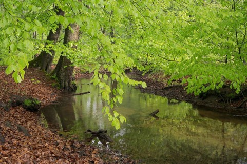 Stream and beech forest in spring, with fresh beech leaves, Oberhausen, Ruhr area, North