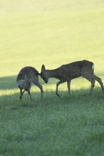 European roe deer (Capreolus capreolus) fawn in velvet and winter coat playing with another fawn,