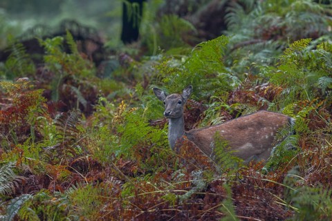 A fallow deer (Dama dama) searches for acorns among the bracken, acorn mast, autumn, rut, fallow