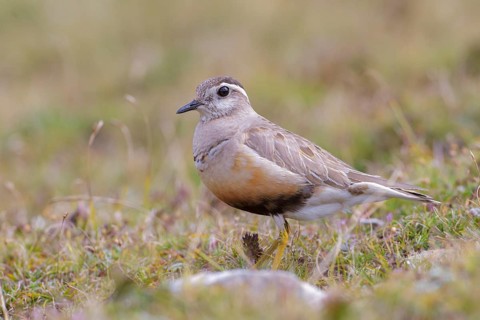Eurasian Dotterel (Charadrius morinellus) male, Abruzzo, Italy