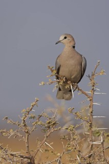 Ring-necked Dove (Streptopelia capicola), Oshikoto, Namibia