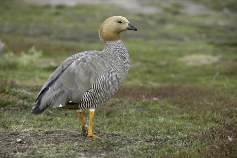 Ruddy-headed Goose (Chloephaga rubidiceps), Falkland Islands