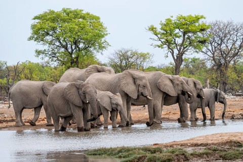 Herd of animals, animal family with young, African elephant (Loxodonta africana) drinking at a