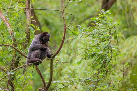 A common woolly monkey, brown woolly monkey, or Humboldt's woolly monkey (Lagothrix lagothricha)