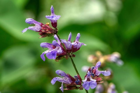 Sage (Salvia), flowering, close-up, Baden-Württemberg, Germany