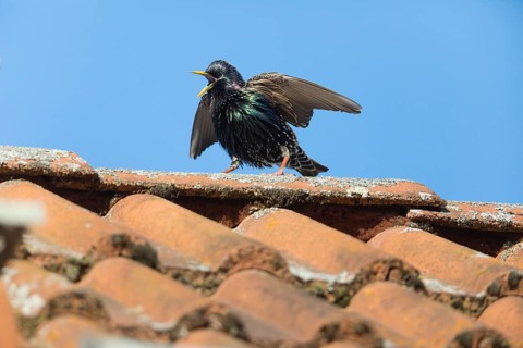 Common Starling (Sturnus vulgaris) adult male, in breeding plumage, singing and displaying on roof