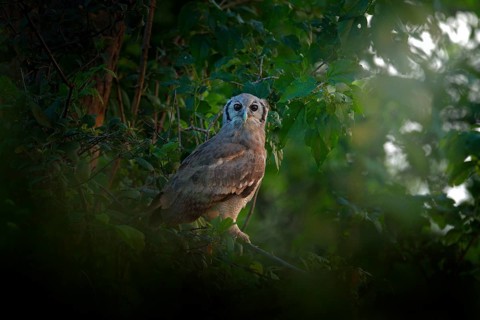 Verreaux's Eagle Owl. Rare African owl in the nature habitat in Okawango delta, Moremi Botswana.