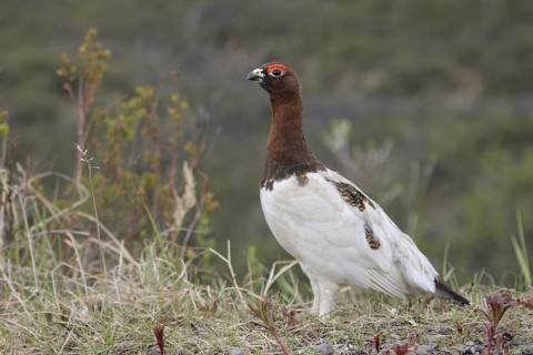 Willow Ptarmigan (Lagopus lagopus), Alaska, USA