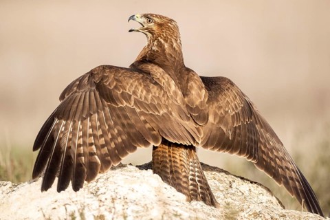 Common Buzzard (Buteo buteo) calling, perched on a rock, Castile-La Mancha, Spain