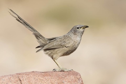 Arabian Babbler (Turdoides squamiceps) juvenile, Eilat, Israel