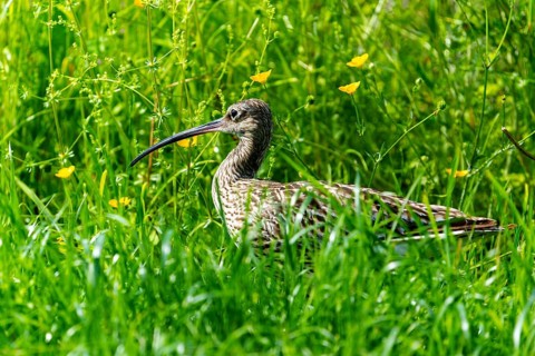 A bird with a long beak sits in a green meadow full of yellow flowers, curlew, (genus Numenius),