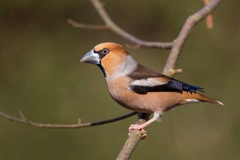 Hawfinch - Kernbeisser - Coccothraustes coccothraustes, Germany