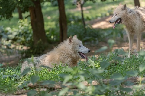 One Arctic wolf (Canis lupus arctos) standing and one wolf lying in green vegetation on hilly