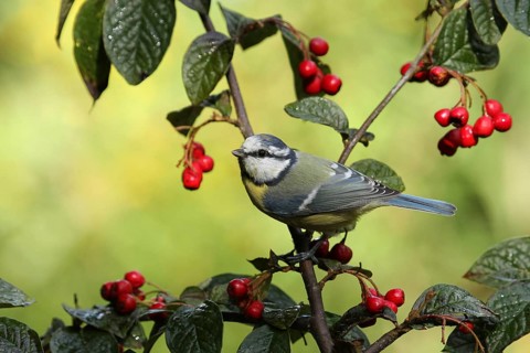 Eurasian Blue Tit (Cyanistes caeruleus), Lower Saxony, Germany