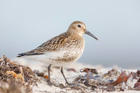 Alpenstrandläufer, Calidris alpina Dunlin, Calidris alpina